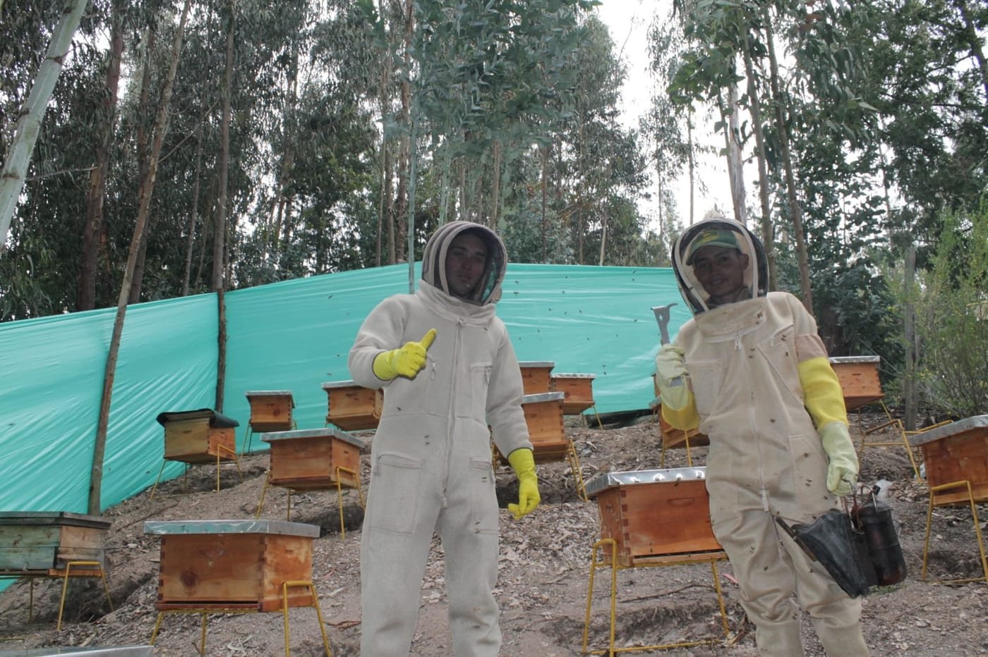 Dos apicultores con traje de protección en un apiario de Boyacá, con abejas en vuelo