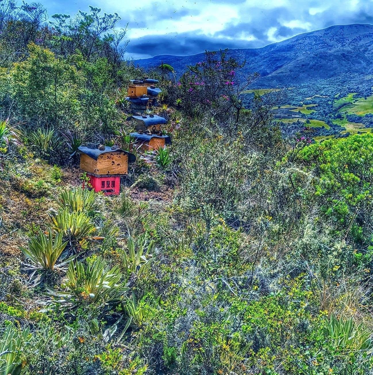 Colmenas de Apicultura al Rescate entre frailejones en el páramo de Boyacá