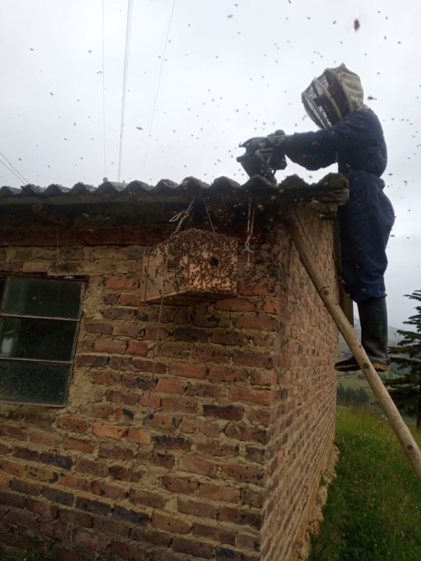 Apicultor retirando un enjambre de abejas del alero de una casa en Boyacá