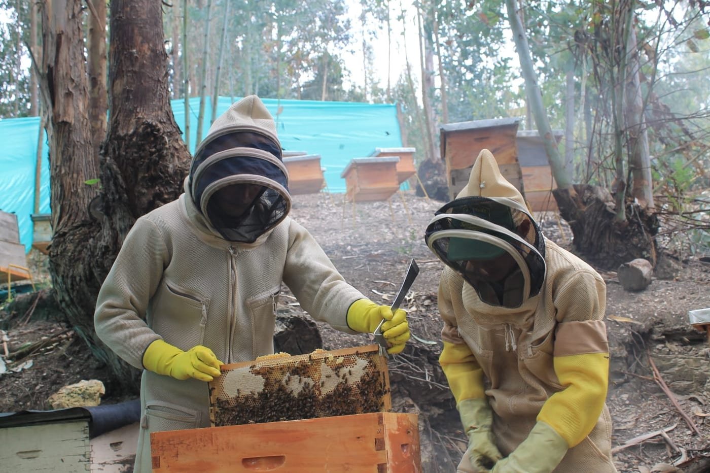 Apicultores revisando un marco de panal con abejas en un apiario de Boyacá
